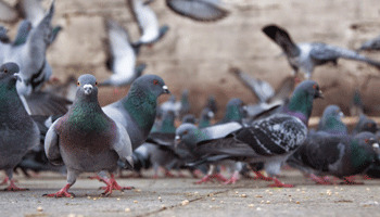 Control de aves