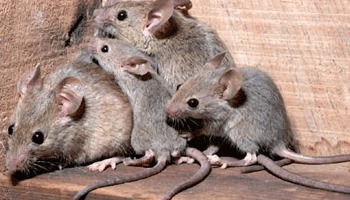 Desratización y prevención de ratas en Bilbao