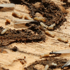 Tratamiento para plagas en la madera en Bilbao