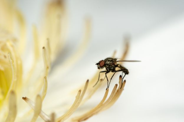 Fumigación de moscas y mosquitos