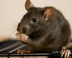 Control de plagas de roedores