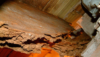 Tratamientos para la madera contra termitas y carcoma